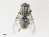  ( - CBG-A29995-F11)  @11 [ ] CreativeCommons - Attribution Share - Alike (2024) CBG Photography Group Centre for Biodiversity Genomics