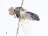  ( - CBG-A29995-H08)  @11 [ ] CreativeCommons - Attribution Share - Alike (2024) CBG Photography Group Centre for Biodiversity Genomics