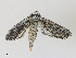 ( - CBG-A29997-E05)  @11 [ ] CreativeCommons - Attribution Share - Alike (2024) CBG Photography Group Centre for Biodiversity Genomics