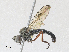  ( - CBG-A29999-D08)  @11 [ ] CreativeCommons - Attribution Share - Alike (2024) CBG Photography Group Centre for Biodiversity Genomics