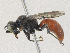  ( - CBG-A30000-B03)  @11 [ ] CreativeCommons - Attribution Share - Alike (2024) CBG Photography Group Centre for Biodiversity Genomics