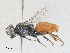  ( - CBG-A30003-F01)  @11 [ ] CreativeCommons - Attribution Share - Alike (2024) CBG Photography Group Centre for Biodiversity Genomics