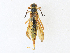  ( - CBG-A30007-D12)  @11 [ ] CreativeCommons - Attribution Share - Alike (2024) CBG Photography Group Centre for Biodiversity Genomics
