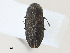  ( - CBG-A30055-C11)  @11 [ ] CreativeCommons - Attribution Share - Alike (2024) CBG Photography Group Centre for Biodiversity Genomics