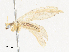  ( - CBG-A30126-B06)  @11 [ ] CreativeCommons - Attribution Share - Alike (2024) CBG Photography Group Centre for Biodiversity Genomics