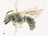  ( - CBG-A30146-A01)  @11 [ ] CreativeCommons - Attribution Share - Alike (2024) CBG Photography Group Centre for Biodiversity Genomics