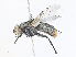  ( - CBG-A30146-H01)  @11 [ ] CreativeCommons - Attribution Share - Alike (2024) CBG Photography Group Centre for Biodiversity Genomics