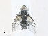  ( - CBG-A30155-G02)  @11 [ ] CreativeCommons - Attribution Share - Alike (2024) CBG Photography Group Centre for Biodiversity Genomics
