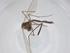  (Micropsectra sp - CBG-A30695-B03)  @11 [ ] CreativeCommons - Attribution Share - Alike (2024) Centre for Biodiversity Genomics Centre for Biodiversity Genomics