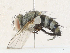  ( - CBG-A30974-C02)  @11 [ ] CreativeCommons - Attribution Share - Alike (2024) CBG Photography Group Centre for Biodiversity Genomics