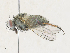  ( - CBG-A30997-C03)  @11 [ ] CreativeCommons - Attribution Share - Alike (2024) CBG Photography Group Centre for Biodiversity Genomics