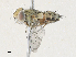  ( - CBG-A17506-E03)  @11 [ ] CreativeCommons - Attribution Share - Alike (2024) CBG Photography Group Centre for Biodiversity Genomics