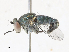  ( - CBG-A17507-B12)  @11 [ ] CreativeCommons - Attribution Share - Alike (2024) CBG Photography Group Centre for Biodiversity Genomics