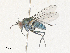  ( - CBG-A17507-C01)  @11 [ ] CreativeCommons - Attribution Share - Alike (2024) CBG Photography Group Centre for Biodiversity Genomics