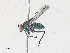  ( - CBG-A17507-C04)  @11 [ ] CreativeCommons - Attribution Share - Alike (2024) CBG Photography Group Centre for Biodiversity Genomics