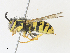  ( - CBG-A30919-C09)  @11 [ ] CreativeCommons - Attribution Share - Alike (2024) CBG Photography Group Centre for Biodiversity Genomics