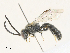  ( - CBG-A30922-D01)  @11 [ ] CreativeCommons - Attribution Share - Alike (2024) CBG Photography Group Centre for Biodiversity Genomics