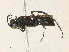 ( - CBG-A31813-H06)  @11 [ ] CreativeCommons - Attribution Share - Alike (2024) CBG Photography Group Centre for Biodiversity Genomics