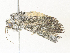  ( - CBG-A34302-C08)  @11 [ ] CreativeCommons - Attribution Share - Alike (2024) CBG Photography Group Centre for Biodiversity Genomics