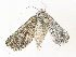  ( - CBG-A34303-C08)  @11 [ ] CreativeCommons - Attribution Share - Alike (2024) CBG Photography Group Centre for Biodiversity Genomics