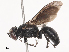  ( - CBG-A34304-G07)  @11 [ ] CreativeCommons - Attribution Share - Alike (2024) CBG Photography Group Centre for Biodiversity Genomics