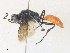 ( - CBG-A35180-B04)  @11 [ ] CreativeCommons - Attribution Share - Alike (2024) CBG Photography Group Centre for Biodiversity Genomics
