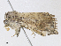 ( - CBG-A38425-F07)  @11 [ ] CreativeCommons - Attribution Share - Alike (2024) CBG Photography Group Centre for Biodiversity Genomics