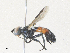  ( - CBG-A38438-C05)  @11 [ ] CreativeCommons - Attribution Share - Alike (2024) CBG Photography Group Centre for Biodiversity Genomics