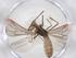  (Hymenocoris - CBG-A38266-G03)  @11 [ ] CreativeCommons - Attribution Share - Alike (2024) Centre for Biodiversity Genomics Centre for Biodiversity Genomics