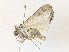  ( - CBG-A38432-A04)  @11 [ ] CreativeCommons - Attribution Share - Alike (2024) CBG Photography Group Centre for Biodiversity Genomics