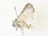  ( - CBG-A38432-B08)  @11 [ ] CreativeCommons - Attribution Share - Alike (2024) CBG Photography Group Centre for Biodiversity Genomics