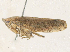  ( - CBG-A38461-H03)  @11 [ ] CreativeCommons - Attribution Share - Alike (2024) CBG Photography Group Centre for Biodiversity Genomics
