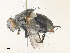  (Sarcophaga arizonica - CBG-A40121-H09)  @11 [ ] CreativeCommons - Attribution Share - Alike (2024) CBG Photography Group Centre for Biodiversity Genomics