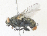  ( - CBG-A40138-B09)  @11 [ ] CreativeCommons - Attribution Share - Alike (2024) CBG Photography Group Centre for Biodiversity Genomics