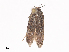  ( - CBG-A40139-B07)  @11 [ ] CreativeCommons - Attribution Share - Alike (2024) CBG Photography Group Centre for Biodiversity Genomics