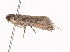  ( - CBG-A40139-B08)  @11 [ ] CreativeCommons - Attribution Share - Alike (2024) CBG Photography Group Centre for Biodiversity Genomics