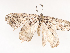  ( - CBG-A40142-E01)  @11 [ ] CreativeCommons - Attribution Share - Alike (2024) CBG Photography Group Centre for Biodiversity Genomics