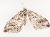  ( - CBG-A40142-E02)  @11 [ ] CreativeCommons - Attribution Share - Alike (2024) CBG Photography Group Centre for Biodiversity Genomics