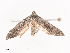  ( - CBG-A40154-F05)  @11 [ ] CreativeCommons - Attribution Share - Alike (2024) CBG Photography Group Centre for Biodiversity Genomics