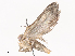  ( - CBG-A40156-D11)  @11 [ ] CreativeCommons - Attribution Share - Alike (2024) CBG Photography Group Centre for Biodiversity Genomics