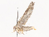  ( - CBG-A40156-F10)  @11 [ ] CreativeCommons - Attribution Share - Alike (2024) CBG Photography Group Centre for Biodiversity Genomics
