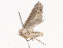  ( - CBG-A40156-F12)  @11 [ ] CreativeCommons - Attribution Share - Alike (2024) CBG Photography Group Centre for Biodiversity Genomics