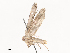  ( - CBG-A40156-G01)  @11 [ ] CreativeCommons - Attribution Share - Alike (2024) CBG Photography Group Centre for Biodiversity Genomics