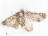  ( - CBG-A40157-G10)  @11 [ ] CreativeCommons - Attribution Share - Alike (2024) CBG Photography Group Centre for Biodiversity Genomics