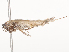  ( - CBG-A44403-B05)  @11 [ ] CreativeCommons - Attribution Share - Alike (2024) CBG Photography Group Centre for Biodiversity Genomics