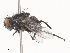  ( - CBG-A45188-E01)  @11 [ ] CreativeCommons - Attribution Share - Alike (2024) CBG Photography Group Centre for Biodiversity Genomics