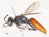  ( - CBG-A51986-A12)  @11 [ ] CreativeCommons - Attribution Share - Alike (2024) CBG Photography Group Centre for Biodiversity Genomics