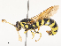 ( - CBG-A51986-B02)  @11 [ ] CreativeCommons - Attribution Share - Alike (2024) CBG Photography Group Centre for Biodiversity Genomics