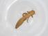  (Meloe strigulosus - CBG-A52555-E06)  @11 [ ] CreativeCommons - Attribution Share - Alike (2024) Centre for Biodiversity Genomics Centre for Biodiversity Genomics