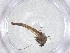  ( - CBG-A53794-C06)  @11 [ ] CreativeCommons - Attribution Share - Alike (2024) Centre for Biodiversity Genomics Centre for Biodiversity Genomics